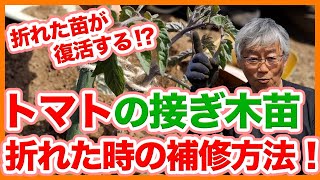 家庭菜園や農園のトマト栽培で折れた苗が復活する！？接ぎ木苗が折れた時の修復方法やトマトの育て方を徹底解説！【農家直伝】Tips for repairing tomato cultivation.