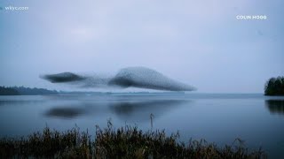 Check this out: Irish photographer captures murmuration of Starling birds