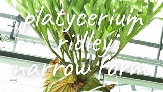 p.ridleyi narrow form how to ビカクシダ板付けの基本