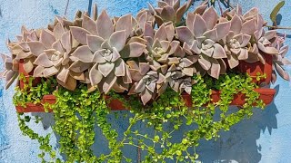 Tour no jadim com plantas de sombra e atualização das sementes do golpe