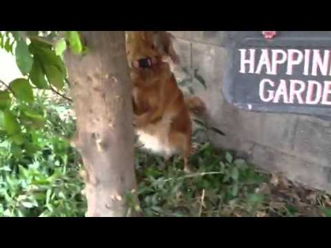 Trapping Fruit Tree Rats Trapping Fruit Tree Rats