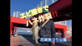 尼崎魚つり公園　本日もハネ！！