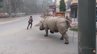 Rhino Attack on the street| Rhino attack on the road| jungle safari in Nepal| Rhino attack villagers