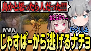 【スト鯖ARK】鳥に擬態するじゃすぱーにビビって返事もせず逃げ出すなちょ猫【Nachoneko/ARK/甘城なつき/切り抜き】