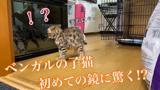 ベンガルの子猫が初めて鏡で自分の姿を見たら威嚇！？