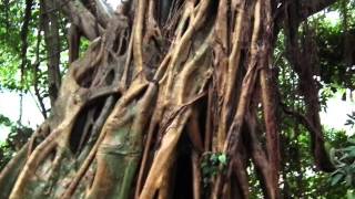 ガジュマル　屋久島のガジュマル公園　Yakushima banyan park　Banyan