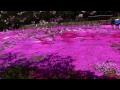 國田家の芝桜2014