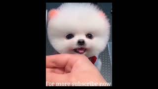Adorable puppy get haircut puffy fluffy
