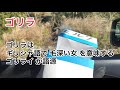 【ゴリラの血液型】の間違いについてなどゴリラ雑学【シャバーニ】