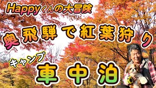 [シーズー🐶・くるま旅🚗] 奥飛騨で紅葉狩りをしたよ！