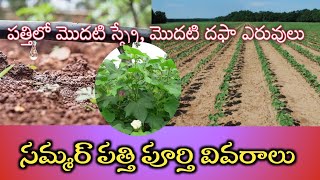 summer Cotton cultivation యాసంగి పత్తి పూర్తి వివరాలు || ఎండాకాలం పత్తి పూర్తి వివరాలు