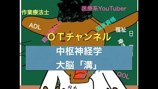 中枢神経学（大脳・溝）　6時間目「作業療法士（OT）の為の国家試験対策」