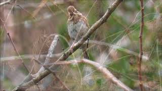 今年も群れでやって来たカシラダカ：頭高：Emberiza rustica－神戸市立森林植物園－2017 12 09