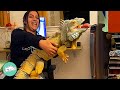 Clingy Iguana Chases Owners Around The House to Get Extra Kisses | Cuddle Buddies