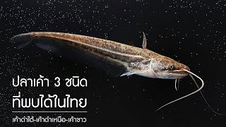 3 ปลาเค้าที่พบในไทย เค้าดำใต้ - เค้าดำเหนือ - เค้าขาว