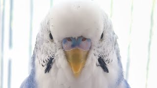 眠いのについ囀ってしまうセキセイ男子(熟年)のサガ　 #birds #セキセイ #budgies #インコ