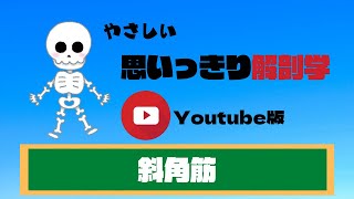 【やさしい思いっきり解剖学】斜角筋についての解説動画