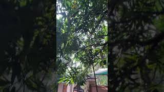 Mango tree   മാങ്ങ മരം