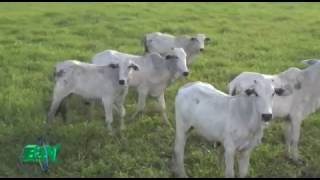 Lluvias hacen reverdecer los campos y ganaderos garantizan provisión de carne