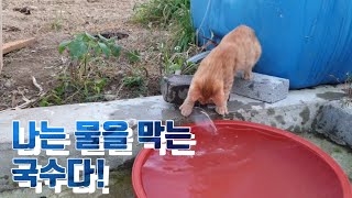 온 집안이 놀이터인 국수 | 냥줍일기 | 냥브이로그 | Kitten’s vlog