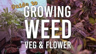 COMPREHENSIVE GUIDE TO GROWING WEED: THE VEG & FLOWER CYCLE