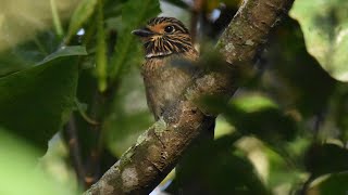 Barbudo-rajado (Malacoptila striata)