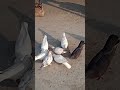 pigeon kabootar tik tok video 🔥🔥