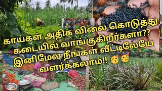 💥💥 காய்கள் அதிக விலை கொடுத்து கடைகள் வாங்குகிறீர்களா இனிமேல் நீங்களே வளர்க்கலாம்!!#viral#fun#food