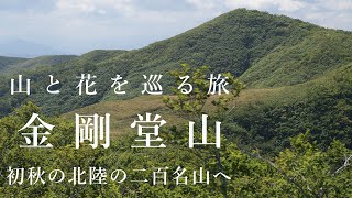 【登山】金剛堂山 | 初秋の北陸の二百名山に登りました（アキギリ・ヤマハハコ・イワショウブ）