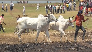 अजीम पटेल बिहिरिया डुंगरिया और अतरी वाला बैलजोड़ी दौड़ | racing bulls ox race in india bailjodi race