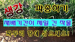 [텃밭농부.993]  생강파종. 짜투리 땅에 심어서 황금을 캐세요.