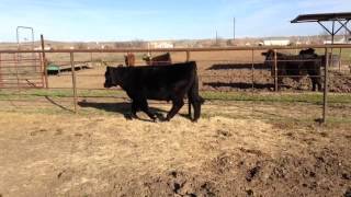 Purebred Maine Anjou Bull At Rockin N Cattle