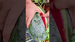 Viral watermelon 🍉🍉🍉🍉🍉🍉 #funny #jokes #fruit #loveallahﷻ #funnyjokes #birds