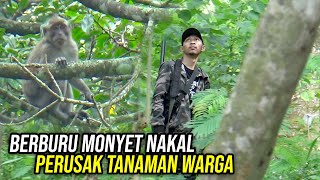 MEMBURU RAJA MONYET SAMPAI KE SARANGNYA