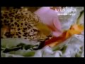 may hariri مي حريري hasahar ouyoun music video clip حسهر عيونو.rv