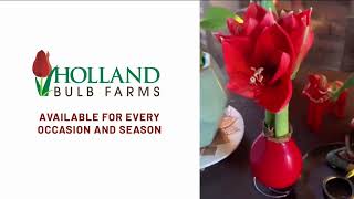 Holland Bulb Farms Gold Base Waxed Amaryllis White Intokazi Flower Bulb with Stand, No Water Needed