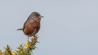 RSPB Arne Nature Reserve Dorset, UK