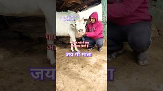 गाय के गले में जब आप हाथ फेरते हैं#katha #bull #cow#farmer #animals #love#bhootwala #gaiya #youtube