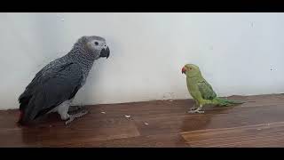 funny reaction African grey parrots Vs naughty ringneck parrots |first meet