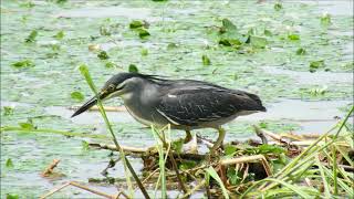 2024年8月14日Striated Heron　ササゴイ