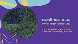 Duolink® PLA  Protein Detection Technology