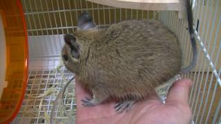 【デグー】エサを隠すのがとても下手なデグー【Degu】