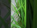 caterpillar on paddy leaf shorts