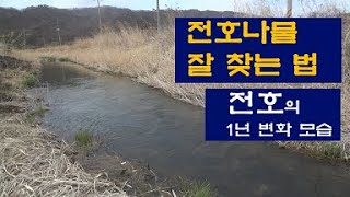 전호나물 찾는 법   전호의 1년 변화모습