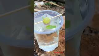 How to Sow Grapes at Home Video/ grapes in garden/ લીલી દ્રાક્ષ કેવી રીતે વાવવી વિડિયો/ #grape 🙏😍🤩