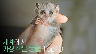 세계에서 가장 작은 동물 Top 10 !!