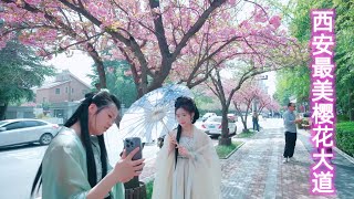 4K【中國西安】 | 西安高新二路，被誉为西安最美樱花大道 | cherry blossom in Gaoxin 2nd Road