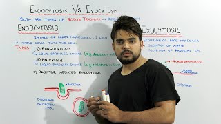 Endocytosis Vs Exocytosis | Active Transport Types |