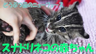 どうぶつ園のニューフェース　スナドリネコの赤ちゃん