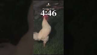 Morning Time Cock sound| Local Cock 🐔 Wake up Morning Rooster Sound